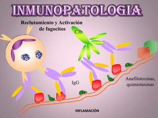 IgG
C3b
Anafilotoxinas,
quimiotaxinas
Reclutamiento y Activación
de fagocitos
C3a
C3a
C5a
C5a
INFLAMACIÓN
 