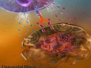 Citotoxicidad Directa
 