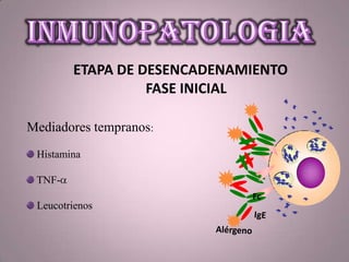 Fc
Mediadores tempranos:
Histamina
TNF-
Leucotrienos
ETAPA DE DESENCADENAMIENTO
FASE INICIAL
 