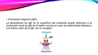 • Anticuerpo reagínico (IgE):
La persistencia de IgE en la superficie del mastocito puede atribuirse a la
producción local de IgE en el tejido mucoso en caso de enfermedad alérgica y
a la fuerte unión de la IgE con su receptor.
 