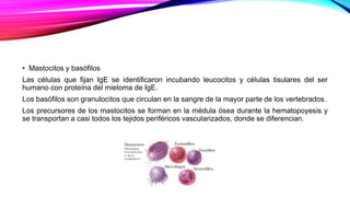 • Mastocitos y basóﬁlos
Las células que fijan IgE se identificaron incubando leucocitos y células tisulares del ser
humano con proteína del mieloma de IgE.
Los basófilos son granulocitos que circulan en la sangre de la mayor parte de los vertebrados.
Los precursores de los mastocitos se forman en la médula ósea durante la hematopoyesis y
se transportan a casi todos los tejidos periféricos vascularizados, donde se diferencian.
 
