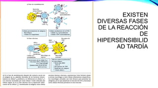 EXISTEN
DIVERSAS FASES
DE LA REACCIÓN
DE
HIPERSENSIBILID
AD TARDÍA
 