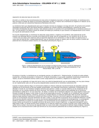 Acta Odontológica Venezolana - VOLUMEN 47 Nº 1 / 2009
ISSN: 0001-6365 – www.actaodontologica.com


                                                                                                                         P á g i n a  | 3 

 

separación de estos dos tipos de iones.(24)

Al existir un cambio en las concentraciones de iones entre el citoplasma neuronal y el líquido extracelular, la membrana de la
fibra nerviosa en estado de reposo se encuentra polarizada, es decir, el interior de la membrana es negativo en relación con el
exterior.(19)A esto se le denomina Potencial de Membrana (Vm).(24)

La membrana tiene que despolarizarse para que el impulso nervioso se propague a lo largo del axón. El aumento de la presión
hidrostática producido dentro del túbulo dentinario desplaza los cuerpos celulares odontoblásticos y estrecha las ramas
terminales entrelazadas del plexo nervioso. Este estímulo produce un aumento de la permeabilidad de la membrana axónica al
Na+, el cual penetra a la célula a través de canales (formados por proteínas) lo que conduce a la despolarización de la misma
en el punto de estimulación.(19,25)

En el punto despolarizado, la membrana ha adquirido carga positiva y negativa en la periferia; este potencial de acción
produce una descarga eléctrica conocida como potencial de raudal, que se corresponde con una variación de Vm de unos
+15mV.(10) que actúa como estímulo sobre el siguiente segmento de la membrana.(1) Esto se debe a la apertura de un
nuevo tipo de canal de Na+ (voltaje-dependiente), que se mantiene cerrado en reposo, pero se activa cuando el cambio del
potencial de la membrana celular alcanza una intensidad suficiente(24) (Figura 1).




               Figura 1. Ondas de despolarización que se propagan a lo largo de la fibra nerviosa. Tomado de: Marshall HS,
                Steven HS. Histofisiología y alteraciones de la pulpa dental. En: Weine FS. Tratamiento endodóntico. 5ª ed.
                                                       Harcourt Brace; 1997. p. 84-164




Al avanzar el impulso, la membrana se va recargando gracias a la salida de K+. Posteriormente, la bomba de sodio-potasio
expulsa Na+ al líquido extracelular e introduce K+ al líquido intracelular, lo que puede restablecer localmente el potencial de
reposo, ya que la membrana axónica vuelve a tener carga positiva en el exterior y negativa en el interior.(19)

Este ciclo se va repitiendo a lo largo del nervio como una onda de despolarización que se autopropaga y en muy poco tiempo
se van repolarizando cada uno de los puntos despolarizados sucesivos de la membrana conductora.(19)

Cuando el impulso eléctrico llega a la terminación sináptica se liberan moléculas neurotransmisoras de pequeñas vesículas
sinápticas de la terminación en las que estaban almacenadas. Las moléculas transmisoras, acetilcolina, noradrenalina, etc,
difunden a través de una hendidura sináptica estrecha para generar o inhibir un impulso eléctrico en los receptores de las
dendritas o en los cuerpos celulares de otras neuronas. Una sinapsis inhibidora altera la permeabilidad de la membrana,
permitiendo la salida de K+ sin que entre Na+. En efecto, el interior de la membrana adquiere una carga negativa mayor que
durante el estado de reposo, lo que inhibe el inicio de los potenciales de acción. El receptor es un transductor que convierte
una forma de energía (térmica, mecánica, química) en energía eléctrica. El potencial generador debe acumular actividad
eléctrica hasta alcanzar finalmente el umbral de la fibra nerviosa. Entonces y de forma repentina, se genera un potencial de
acción en la terminación neuronal (fenómeno de todo o nada); lo que permite la activación de la vía aferente-eferente a través
de la neurona aferente (sensitiva), la cual es una neurona pseudounipolar que contiene dos prolongaciones. La prolongación
periférica (dendrita) se origina en la pulpa dental y sus terminaciones son los receptores a nivel de la periferia pulpar. El
cuerpo celular se encuentra en el ganglio semilunar del quinto nervio craneal (trigémino). La segunda prolongación (axón)
llega hasta el SNC, en donde termina (hace sinapsis) en un islote de materia gris (núcleo) conocido como núcleo espinal del
quinto nervio craneal. Una neurona de segundo orden se cruza al otro lado y transporta el estímulo hasta el tálamo, haciendo
sinapsis con la neurona de tercer orden que termina en la circunvolución postcentral de la corteza cerebral)(19) (Figura 2).




FUENTE: www.actaodontologica.com/ediciones/2008/1/teorias_factores_etiologicos_hipersensibilidad_dentinaria.asp
Fundación Acta Odontológica Venezolana
RIF: J-30675328-1 - ISSN: 0001-6365 - Caracas - Venezuela 
 