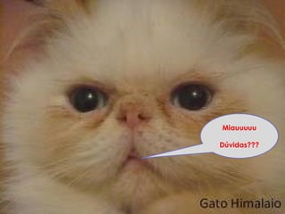 Miauuuuu
Dúvidas???
 