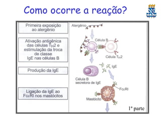 Como ocorre a reação?

1ª parte

 