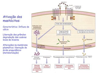 Ativação dos
mastócitos:
Característica: Influxo de
cálcio
Liberação dos grânulos:
degradação das cadeias
leves de miosina

Alterações na membrana
plasmática: liberação de
ácido araquidônico
(metabolização)

 