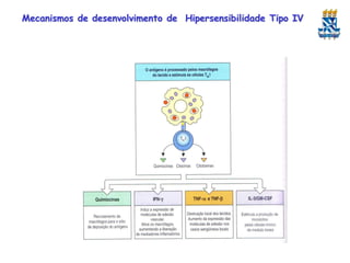 Mecanismos de desenvolvimento de Hipersensibilidade Tipo IV

 