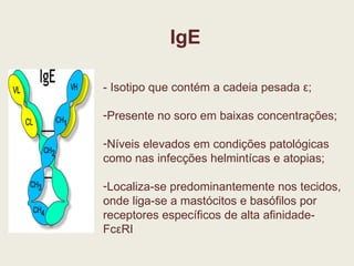 IgE - Isotipo que contém a cadeia pesada  ε ; Presente no soro em baixas concentrações; Níveis elevados em condições patológicas como nas infecções helmintícas e atopias; Localiza-se predominantemente nos tecidos, onde liga-se a mastócitos e basófilos por receptores específicos de alta afinidade-  Fc ε RI 