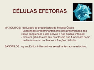 CÉLULAS EFETORAS MATÓCITOS:- derivados de progenitores da Medula Óssea - Localizados predominantemente nas proximidades dos vasos sanguíneos e dos nervos e nos órgãos linfóides; - Contém grânulos em seu citoplasma que funcionam como mediadores com conteúdos e funções distintas;  BASÓFILOS: - granulócitos inflamatórios semelhantes aos mastócitos; 