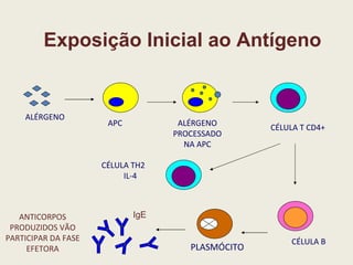 Exposição Inicial ao Antígeno IgE ALÉRGENO APC ALÉRGENO PROCESSADO NA APC CÉLULA T CD4+ CÉLULA TH2  IL-4 CÉLULA B PLASMÓCITO ANTICORPOS PRODUZIDOS VÃO PARTICIPAR DA FASE EFETORA 