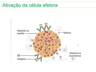 Ativação da célula efetora
 
