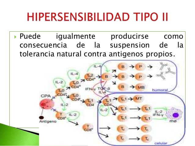 Hipersensibilidad tipo ii