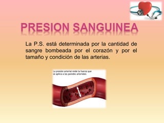 La P.S. está determinada por la cantidad de
sangre bombeada por el corazón y por el
tamaño y condición de las arterias.
 
