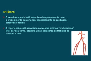 ARTÉRIAS O envelhecimento está associado frequentemente com  o enrijecimento das artérias, especialmente as cardíacas, cerebrais e renais A Hipertensão está associada com estas artérias “endurecidas”  Isto, por seu turno, acarreta uma sobrecarga de trabalho ao  coração e rins 