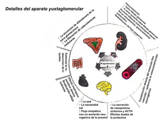 Estimula la re-absorción de lí-quidos ↑  La secreción de aldosterona de la zona glomerulosa ↑  La liberación de catecolaminas medulares Vasoconstricción ↓  Indice filtrado glomerular ↑  A veces aumenta índice filtrado glomerular Acciones bifásicas sobre transporte tubular. Rol en retroalimentac. glomerulotubular antidiurético Redistribución del flujo sanguíneo Constricción directa del músculo liso vascular – potencia la vasoconstricción neurogénica ↑  La secreción  de vasopresina ocitocina y ACTH Efectos duales de  la prolactina ↑  La sed ↑  La necesidad sal ↑  Flujo simpático con un aumento neu- rogénico de la presión Efecto inotrópico positivo directo Bradicardia refleja indirecta Detalles del aparato yuxtaglomerular Angiotensina  II 