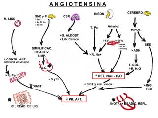 A N G I O T E N S I N A CSR RIÑÓN SNC y P M. LISO T. Px CEREBRO Sed Ap Cl Na ACTH Arteriol. HIPOT. S. ALDOST. Lib. Catecol. F.F. CONTR. ART. POTENCIA VC NEUROG.  SIMPLIFICAC. DE ACTIV. SIMP. SED ADH R. Na+ R. Perif. G.C. < GFR a veces x vc, AE y mesang T. COL. R. H 2 O DIAST ING. H 2 O INOTR. + BRADIC. REFL. * RET. Na+ - H 2 O e  ; REAB. DE LIQ. S y D SIST y  REFL. VASOM.! PR. ART. 