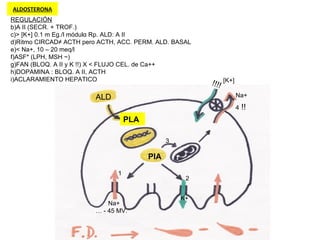 ALD PLA PIA [K+] !!!! Na+ 4  !! 1 2 3 Na+ K+ …  - 45 MV. REGULACIÓN A II (SECR. + TROF.) > [K+] 0.1 m Eg./l módul α  Rp. ALD: A II Ritmo CIRCAD≠ ACTH pero ACTH, ACC. PERM. ALD. BASAL < Na+, 10 – 20 meq/l ASF* (LPH, MSH ~) FAN (BLOQ. A II y K !!) X < FLUJO CEL. de Ca++ DOPAMINA : BLOQ. A II, ACTH ACLARAMIENTO HEPATICO ALDOSTERONA 