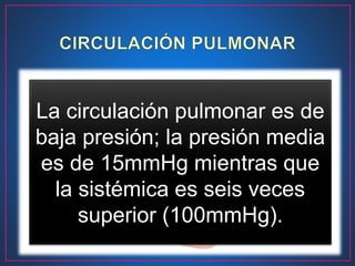 Es un circuito en serie con respecto a la
circulación sistémica, lo que significa que el
gasto cardíaco es el mismo para ambos
ventrículos. Es decir, por los pulmones
circula la totalidad del gasto del ventrículo
derecho, unos 3.5 L/m2 de superficie
corporal. Sin embargo, existen diferencias
significativas entre éstas.
La circulación pulmonar es de
baja presión; la presión media
es de 15mmHg mientras que
la sistémica es seis veces
superior (100mmHg).
 