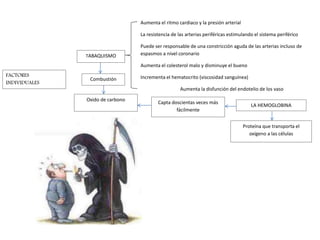 LA HEMOGLOBINA 
Proteína que transporta el 
oxígeno a las células 
Capta doscientas veces más 
fácilmente 
Combustión 
Oxido de carbono 
Aumenta el ritmo cardiaco y la presión arterial 
La resistencia de las arterias periféricas estimulando el sistema periférico 
Puede ser responsable de una constricción aguda de las arterias incluso de 
espasmos a nivel coronario 
Aumenta el colesterol malo y disminuye el bueno 
Incrementa el hematocrito (viscosidad sanguínea) 
Aumenta la disfunción del endotelio de los vaso 
TABAQUISMO 
FACTORES 
INDIVIDUALES 
 