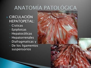CIRCULACIÓN HEPATOPETAL:CisticasEpiploicasHepatocólicasHepatorrenalesDiafragmaticas yDe los ligamentos suspensoriosANATOMÍA PATOLÓGICA