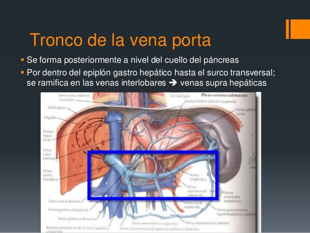 Hipertensión portal