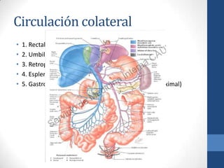 Circulación colateral
•   1. Rectales
•   2. Umbilicales (Cabeza de medusa )
•   3. Retroperitones
•   4. Esplenorrenales
•   5. Gastroesofágicas (esófago distal y estómago proximal)
 
