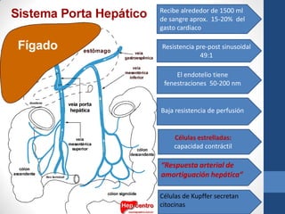 Recibe alrededor de 1500 ml
de sangre aprox. 15-20% del
gasto cardiaco

Resistencia pre-post sinusoidal
             49:1

     El endotelio tiene
 fenestraciones 50-200 nm


Baja resistencia de perfusión


    Células estrelladas:
    capacidad contráctil

“Respuesta arterial de
amortiguación hepática”

Células de Kupffer secretan
citocinas
 