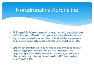  Al disminuir la PA se estimula el sistema nervioso simpático, este
estimula la secreción de noradrenalina y adrenalina de la médula
suprarrenal, las cuales pasan al torrente circulatorio y provocan
en él los mismos efectos de la estimulación simpática directa.
 Este mecanismo tiene la importancia de que ambas hormonas
pueden llegar por la circulación a diferentes vasos muy
pequeños que carecen de inervación simpática, provocan su
efecto vasoconstrictor con aumento de la RPT que produce
aumento de la PA.
Noradrenalina-Adrenalina
 