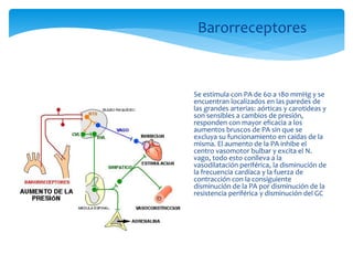 Barorreceptores
 Se estimula con PA de 60 a 180 mmHg y se
encuentran localizados en las paredes de
las grandes arterias: aórticas y carotideas y
son sensibles a cambios de presión,
responden con mayor eficacia a los
aumentos bruscos de PA sin que se
excluya su funcionamiento en caídas de la
misma. El aumento de la PA inhibe el
centro vasomotor bulbar y excita el N.
vago, todo esto conlleva a la
vasodilatación periférica, la disminución de
la frecuencia cardíaca y la fuerza de
contracción con la consiguiente
disminución de la PA por disminución de la
resistencia periférica y disminución del GC
 
