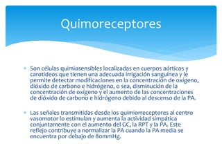  Son células quimiosensibles localizadas en cuerpos aórticos y
carotideos que tienen una adecuada irrigación sanguínea y le
permite detectar modificaciones en la concentración de oxígeno,
dióxido de carbono e hidrógeno, o sea, disminución de la
concentración de oxígeno y el aumento de las concentraciones
de dióxido de carbono e hidrógeno debido al descenso de la PA.
 Las señales transmitidas desde los quimiorreceptores al centro
vasomotor lo estimulan y aumenta la actividad simpática
conjuntamente con el aumento del GC, la RPT y la PA. Este
reflejo contribuye a normalizar la PA cuando la PA media se
encuentra por debajo de 80mmHg.
Quimoreceptores
 