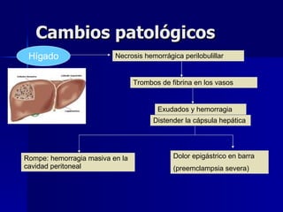Cambios patológicos Hígado Necrosis hemorrágica perilobulillar Trombos de fibrina en los vasos Distender la cápsula hepáti...