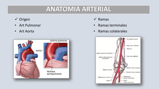 ANATOMIA ARTERIAL
 Ramas
• Ramas terminales
• Ramas colaterales
 Origen
• Art Pulmonar
• Art Aorta
 