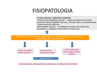 FISIOPATOLOGIA
HIPERTROFIA E HIPERPLASIA PARED VASCULAR, ENGROSAMIENTO DE LA PARED Y
DISMINUCIÓN DE LA LUZ VASCULAR
EMPEORA LA HTA
 