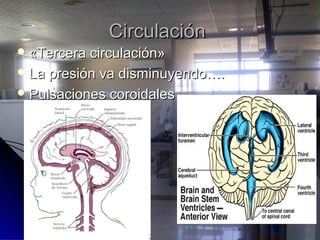 CirculaciónCirculación
 «Tercera circulación»«Tercera circulación»
 La presión va disminuyendo….La presión va disminuyendo….
 Pulsaciones coroidalesPulsaciones coroidales
 