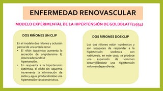 MODELO EXPERIMENTAL DE LA HIPERTENSIÓN DE GOLDBLATT(1934)
DOS RIÑONES UN CLIP
En el modelo dos riñones y oclusión
parcial de una arteria renal
• El riñón isquémico aumenta la
secreción de angiotensina II,
desencadenándose
hipertensión.
• En respuesta a la hipertensión
sistémica, el riñón sin isquemia
incrementa la eliminación de
sodio y agua, produciéndose una
hipertensión vasoconstrictiva.
DOS RIÑONES DOS CLIP
Los dos riñones están isquémicos y
son incapaces de responder a la
hipertensión sistémica con
natriuresis, en este caso, se produce
una expansión de volumen
desarrollándose una hipertensión
volumen dependiente.
 