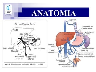 ANATOMIA
 