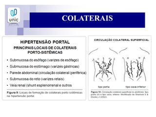 COLATERAIS
 