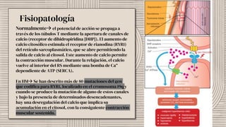 Fisiopatología
Normalmente el potencial de acción se propaga a
través de los túbulos T mediante la apertura de canales de
calcio (receptor de dihidropiridina [DHP]). El aumento de
calcio citosólico estimula el receptor de rianodina (RYR1)
del retículo sarcoplasmático, que se abre permitiendo la
salida de calcio al citosol. Este aumento de calcio permite
la contracción muscular. Durante la relajación, el calcio
vuelve al interior del RS mediante una bomba de Ca“
dependiente de ATP (SERCA).
En HM Se han descrito más de 80 mutaciones del gen
que codifica para RYR1, localizado en el cromosoma 19q y
cuando se produce la mutación de alguno de estos canales
y bajo la presencia de determinados desencadenantes,
hay una desregulación del calcio que implica su
acumulación en el citosol, con la consiguiente contracción
muscular sostenida.
 
