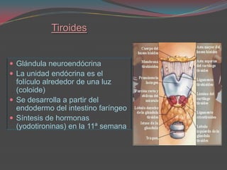 TiroidesGlándula neuroendócrinaLa unidad endócrina es el folículo alrededor de una luz (coloide)Se desarrolla a partir del endodermo del intestino faríngeoSíntesis de hormonas (yodotironinas) en la 11ª semana