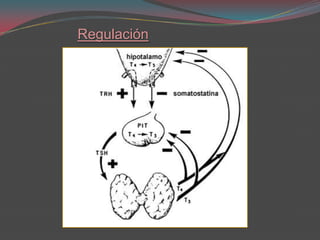 Regulación
