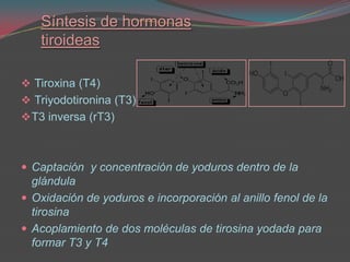 Síntesis de hormonas tiroideas Tiroxina (T4)