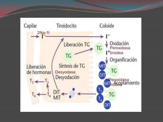 Triyodotironina (T3)
