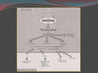 Circulación de las hormonas tiroideasSe liberan 1% de las hormonas almacenadasModifican la unión a proteínas: embarazo, anticonceptivos orales, corticoides, andrógenos, salicilatosD-hepática, E-biliar