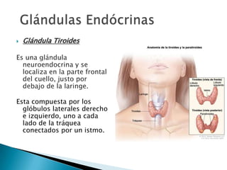 

Glándula Tiroides

Es una glándula
neuroendocrina y se
localiza en la parte frontal
del cuello, justo por
debajo de la laringe.
Esta compuesta por los
glóbulos laterales derecho
e izquierdo, uno a cada
lado de la tráquea
conectados por un istmo.

 