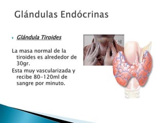 

Glándula Tiroides

La masa normal de la
tiroides es alrededor de
30gr.
Esta muy vascularizada y
recibe 80-120ml de
sangre por minuto.

 