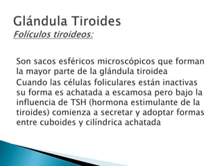 Son sacos esféricos microscópicos que forman
la mayor parte de la glándula tiroidea
Cuando las células foliculares están inactivas
su forma es achatada a escamosa pero bajo la
influencia de TSH (hormona estimulante de la
tiroides) comienza a secretar y adoptar formas
entre cuboides y cilíndrica achatada

 