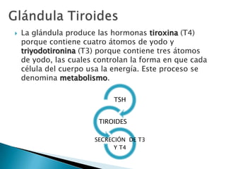 

La glándula produce las hormonas tiroxina (T4)
porque contiene cuatro átomos de yodo y
triyodotironina (T3) porque contiene tres átomos
de yodo, las cuales controlan la forma en que cada
célula del cuerpo usa la energía. Este proceso se
denomina metabolismo.
TSH

TIROIDES
SECRECIÓN DE T3
Y T4

 
