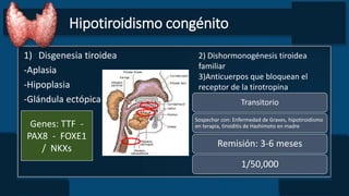 Hipotiroidismo congénito
1) Disgenesia tiroidea
-Aplasia
-Hipoplasia
-Glándula ectópica
Genes: TTF -
PAX8 - FOXE1
/ NKXs
2) Dishormonogénesis tiroidea
familiar
3)Anticuerpos que bloquean el
receptor de la tirotropina
Transitorio
Sospechar con: Enfermedad de Graves, hipotiroidismo
en terapia, tiroiditis de Hashimoto en madre
Remisión: 3-6 meses
1/50,000
 