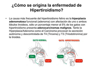 ¿Cómo se origina la enfermedad de
Hipertiroidismo?
• La causa más frecuente del hipertiroidismo felino es la hiperplasia
adenomatosa funcional (adenoma) con afectación de uno o ambos
lóbulos tiroideos, sólo un porcentaje menor al 5% de los gatos con
hipertiroidismo presenta adenocarcinomas malignos. Tanto la
Hiperplasia/Adenoma como el Carcinoma provocan la secreción
autónoma y descontrolada de T4 (Tiroxina) y T3 (Triiodotironina) por
la tiroides.
 