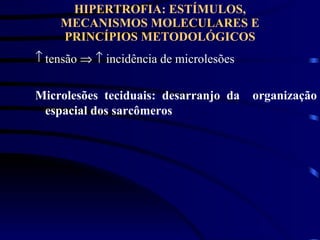 HIPERTROFIA: ESTÍMULOS, MECANISMOS MOLECULARES E PRINCÍPIOS METODOLÓGICOS tensão       incidência de microlesões Microlesões teciduais: desarranjo da  organização espacial dos sarcômeros 